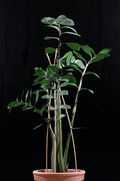 Zamioculcas zamiifolia
